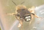  Anthidium punctatum Latreille, 1809