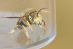  Anthidium punctatum Latreille, 1809