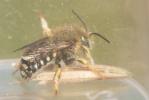  Anthidium punctatum Latreille, 1809