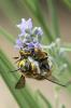Abeille cotonnière, Anthidie cotonnière Anthidium manicatum (Linnaeus, 1758)