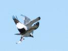Balbuzard pêcheur Pandion haliaetus (Linnaeus, 1758)