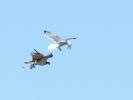 Balbuzard pêcheur Pandion haliaetus (Linnaeus, 1758)