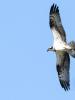 Balbuzard pêcheur Pandion haliaetus (Linnaeus, 1758)