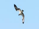 Balbuzard pêcheur Pandion haliaetus (Linnaeus, 1758)