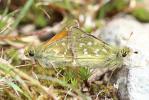 Virgule (La), Comma (Le) Hesperia comma (Linnaeus, 1758)