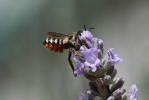  Megachile albisecta (Klug, 1817)