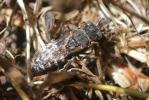  Oxybelus uniglumis (Linnaeus, 1758)