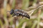  Oxybelus uniglumis (Linnaeus, 1758)