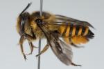  Megachile melanopyga Costa, 1863