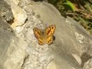 Mégère (La), Satyre (Le) Lasiommata megera (Linnaeus, 1767)