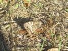 Agreste (L') Hipparchia semele (Linnaeus, 1758)