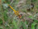 Sympétrum de Fonscolombe (Le) Sympetrum fonscolombii (Selys, 1840)