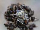  Codophila varia (Fabricius, 1787)