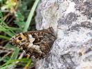 Agreste (L') Hipparchia semele (Linnaeus, 1758)