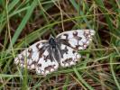 Échiquier de Russie (L'), Echiquier d'Esper (L') Melanargia russiae (Esper, 1783)