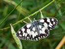 Demi-Deuil (Le), Échiquier (L'), Échiquier commun  Melanargia galathea (Linnaeus, 1758)
