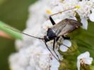  Adelphocoris seticornis (Fabricius, 1775)