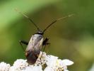  Adelphocoris seticornis (Fabricius, 1775)