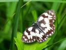 Demi-Deuil (Le), Échiquier (L'), Échiquier commun  Melanargia galathea (Linnaeus, 1758)