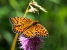 Grand Nacré (Le), Aglaé (L'), Moyen-Nacré (Le) Speyeria aglaja (Linnaeus, 1758)
