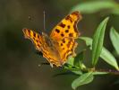 Gamma (Le), Robert-le-diable (Le), C-blanc (Le), D Polygonia c-album (Linnaeus, 1758)