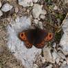 Moiré striolé (Le) Erebia montana (Prunner, 1798)