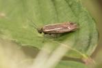  Scythris knochella (Fabricius, 1794)