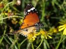 Petit Monarque (Le) Danaus chrysippus (Linnaeus, 1758)