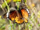 Petit Monarque (Le) Danaus chrysippus (Linnaeus, 1758)