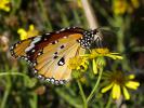 Petit Monarque (Le) Danaus chrysippus (Linnaeus, 1758)
