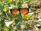 Petit Monarque (Le) Danaus chrysippus (Linnaeus, 1758)
