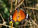 Petit Monarque (Le) Danaus chrysippus (Linnaeus, 1758)