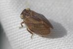 Isside jaune Agalmatium flavescens (Olivier, 1791)