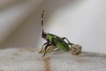  Adelphocoris vandalicus (Rossi, 1790)