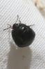 Punaise cuirasse Coptosoma scutellatum (Geoffroy, 1785)