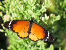 Petit Monarque (Le) Danaus chrysippus (Linnaeus, 1758)