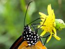 Petit Monarque (Le) Danaus chrysippus (Linnaeus, 1758)