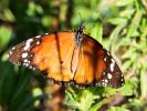Petit Monarque (Le) Danaus chrysippus (Linnaeus, 1758)