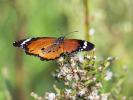 Petit Monarque (Le) Danaus chrysippus (Linnaeus, 1758)