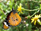 Petit Monarque (Le) Danaus chrysippus (Linnaeus, 1758)