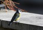 Mésange bleue Cyanistes caeruleus (Linnaeus, 1758)