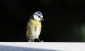 Mésange bleue Cyanistes caeruleus (Linnaeus, 1758)