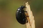 Chrysomèle violette Chrysolina haemoptera (Linnaeus, 1758)