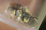 Abeille cotonnière, Anthidie cotonnière Anthidium manicatum (Linnaeus, 1758)