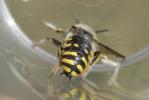 Abeille cotonnière, Anthidie cotonnière Anthidium manicatum (Linnaeus, 1758)