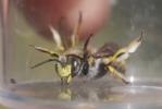 Abeille cotonnière, Anthidie cotonnière Anthidium manicatum (Linnaeus, 1758)