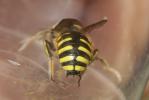 Abeille cotonnière, Anthidie cotonnière Anthidium manicatum (Linnaeus, 1758)