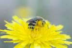  Halictus Latreille, 1804
