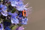  Stictoleptura cordigera (Fuessly, 1775)
