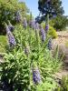  Echium candicans L.f., 1782